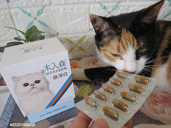 木入森22.JPG
