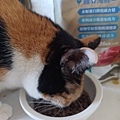 珮慈星系9.jpg