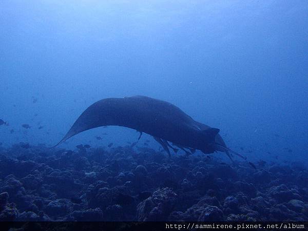 maldives 491.JPG