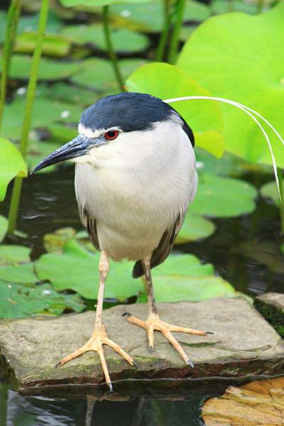 夜鷺是我認為植物園裡最帥氣的鳥