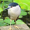 夜鷺是我認為植物園裡最帥氣的鳥