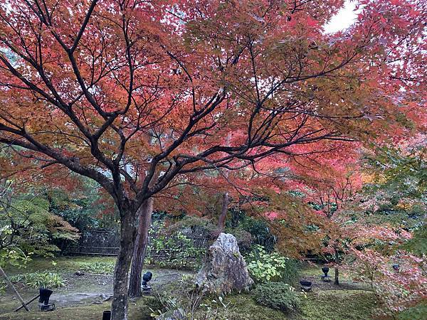 2024.11東京、京都秋季遊(下) 2024.11東京、京都秋季遊(下)