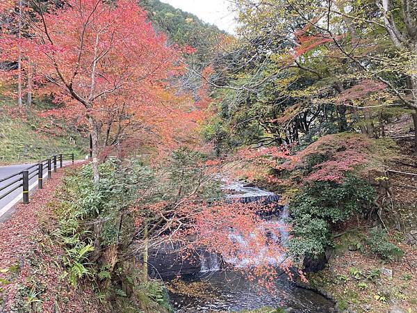 2024.11東京、京都秋季遊(下) 2024.11東京、京都秋季遊(下)
