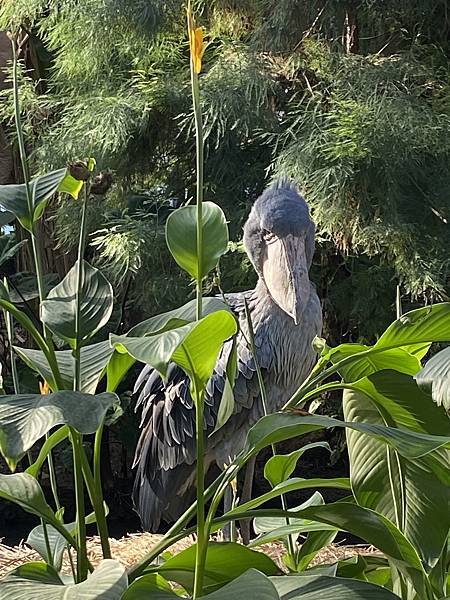 2024.11東京、京都秋季遊(下) 2024.11東京、京都秋季遊(下)