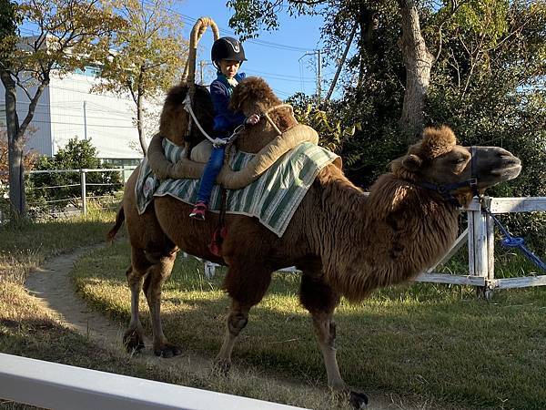 2024.11東京、京都秋季遊(下) 2024.11東京、京都秋季遊(下)