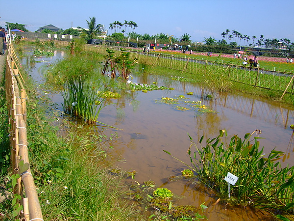 水生植物