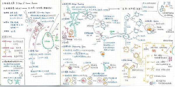 14.Immune System.jpg