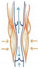 6.Circulatory System (4)_LI.jpg