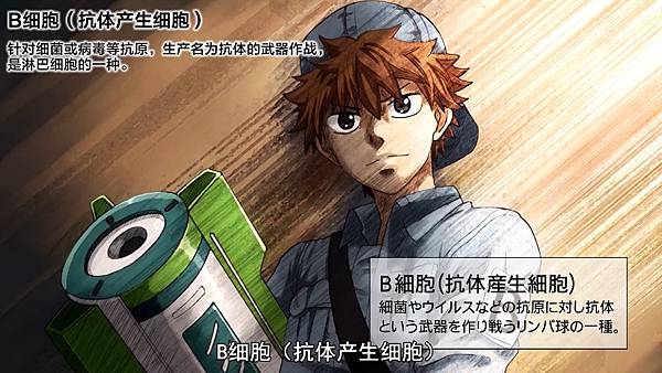 14 B cell.jpg 14 B cell.jpg