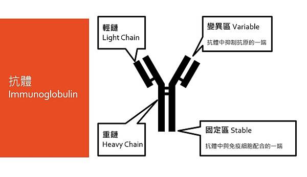 抗體.jpg 抗體.jpg