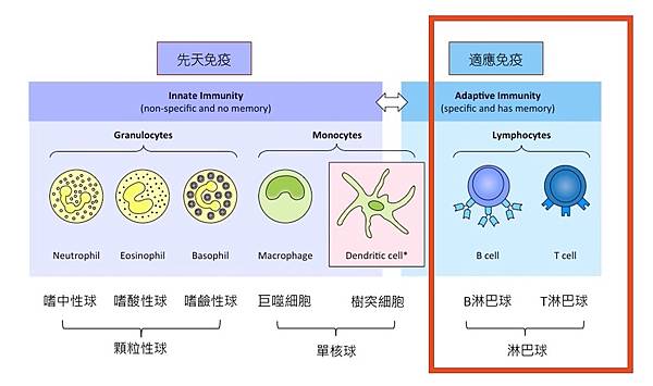 Lymphocyte.jpg Lymphocyte.jpg