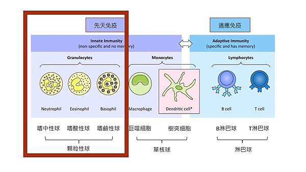 Granulocytes.jpg Granulocytes.jpg