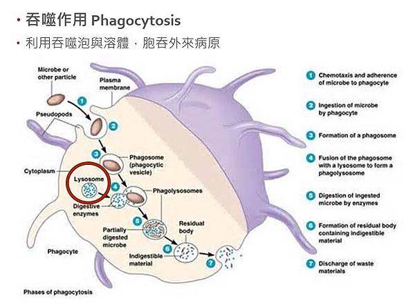 吞噬作用.jpg 吞噬作用.jpg