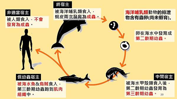 海獸胃線蟲cycle.jpg 海獸胃線蟲cycle.jpg