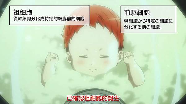 2 紅血球生成1(MEP).jpg 2 紅血球生成1(MEP).jpg