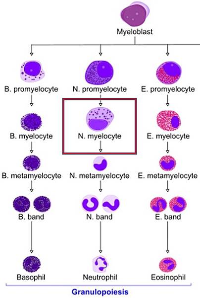 Granulopoiesis2.jpg