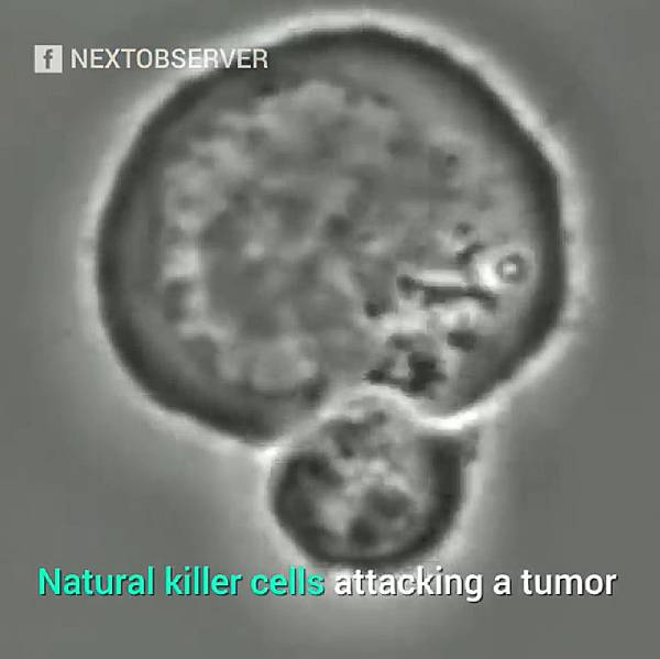 NK attacking.jpg NK attacking.jpg