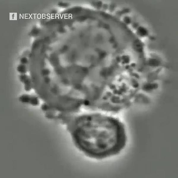 NK attacking dies.jpg NK attacking dies.jpg