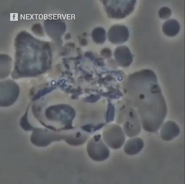 NKs attacking dies.jpg NKs attacking dies.jpg