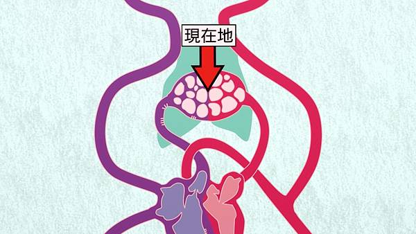 肺泡位置.jpg 肺泡位置.jpg