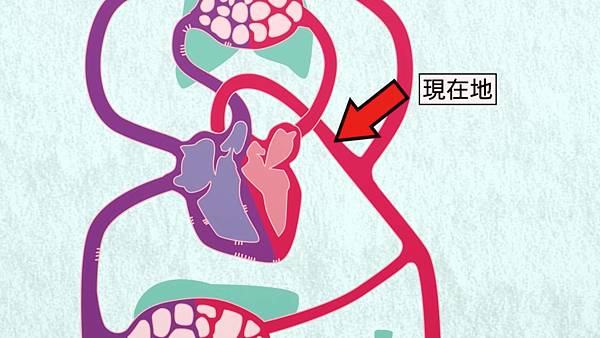 2 主動脈.jpg 2 主動脈.jpg