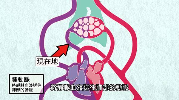 2 肺動脈.jpg 2 肺動脈.jpg