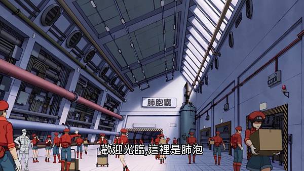 3 肺泡囊.jpg 3 肺泡囊.jpg