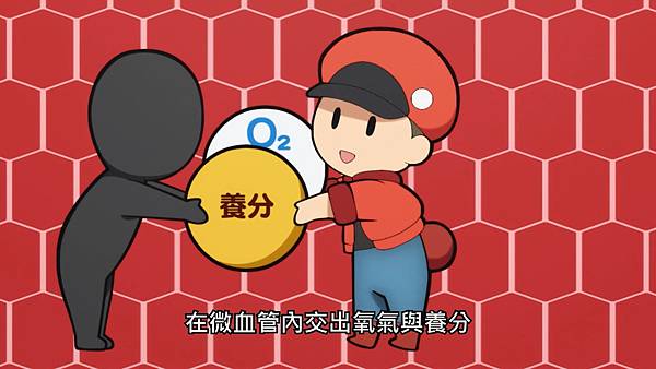 4-2體循環.jpg 4-2體循環.jpg