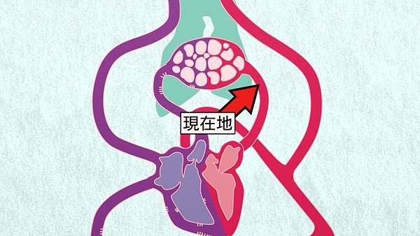 肺靜脈位置.jpg 肺靜脈位置.jpg