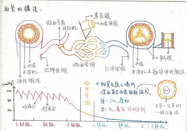 6.Circulatory System (2).jpg 6.Circulatory System (2).jpg
