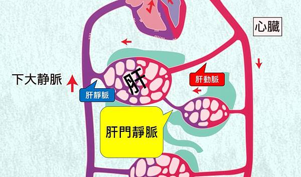 portal vein.jpg portal vein.jpg