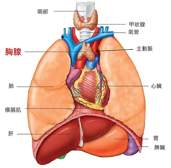 thymus-location.jpg thymus-location.jpg