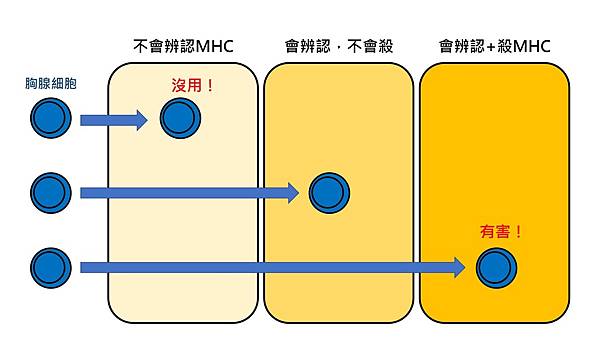 正負向選擇.jpg