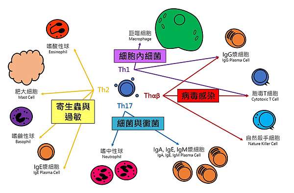 工作細胞 Ep9詳解 胸腺細胞 Hataraku Saibou Ep9 Thymocytes 山姆的寰宇小舖 痞客邦