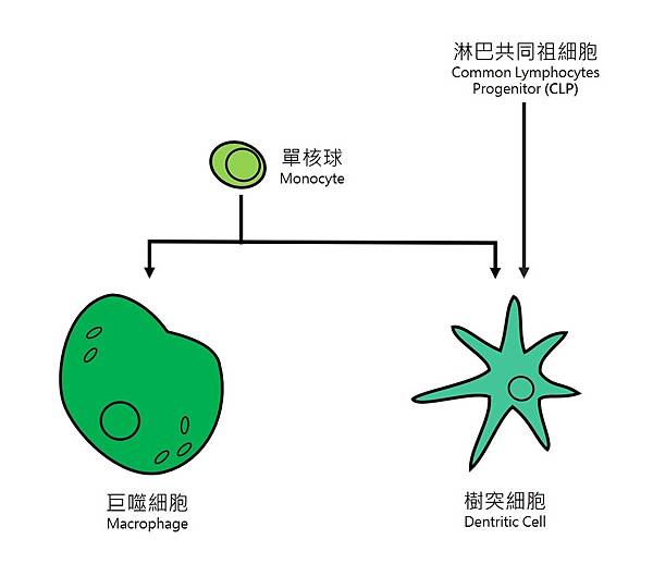 Monocyte Family.jpg Monocyte Family.jpg