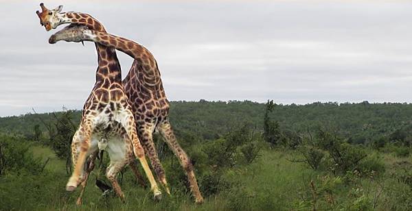 長頸鹿打架.jpg 長頸鹿打架.jpg