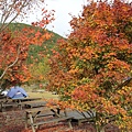 武陵農場露營區，一地楓紅的野餐桌