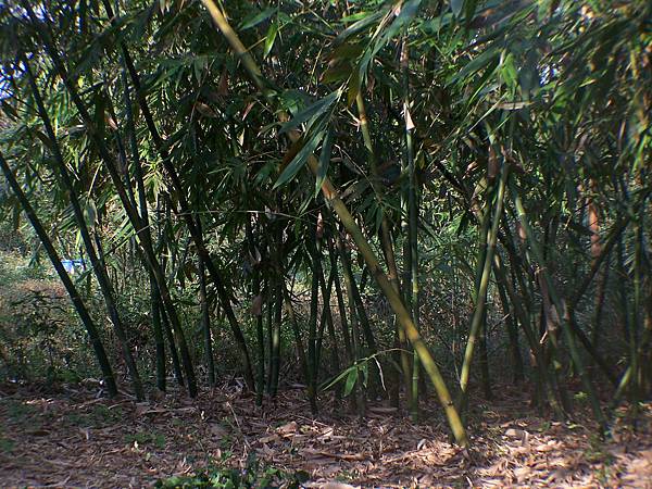 製作竹筒飯用的桂竹
