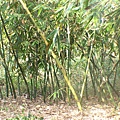 製作竹筒飯用的桂竹