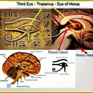 古埃及太阳神-拉的眼睛和人脑内部的对照图.jpg