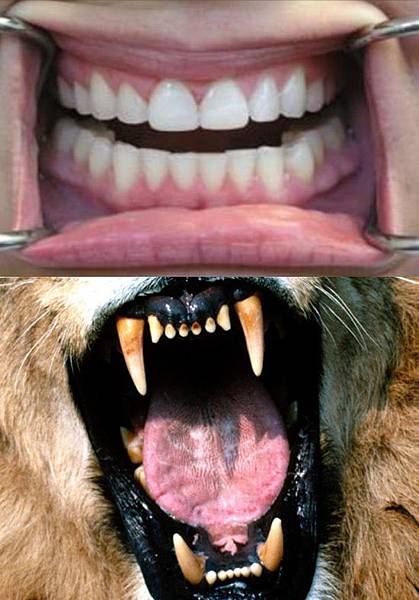 牙齒2.jpg