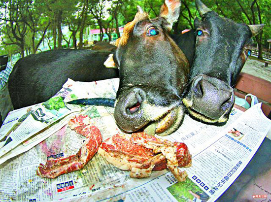 香港流浪牛变疯抢食生肉－苹果新闻.jpg