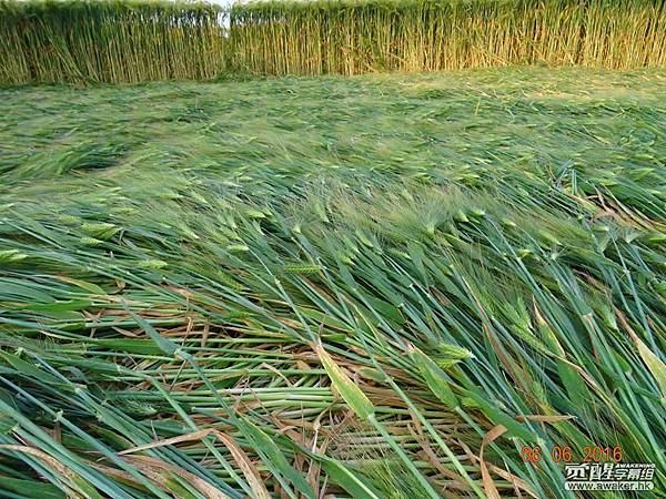 20160606 荷蘭麥田圈8.jpg