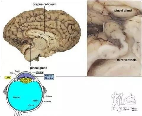 大脑中目前已经退化的松果腺体，就是人类神秘的第三只眼所在之处.jpg