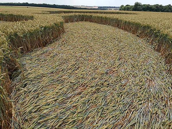 2018-7-8 英國威爾特郡警告意味濃厚的麥田圈11.jpg