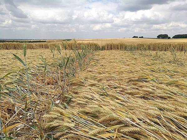 2018-7-10 英國漢普郡九重幾何形狀的麥田圈9.jpg
