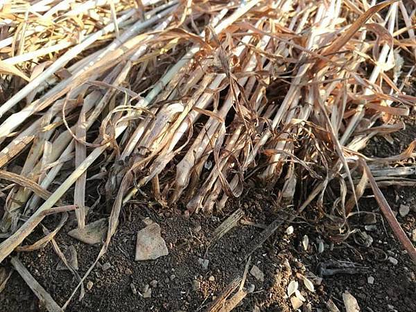 2018-7-14 金威斯頓芒科姆山附近巨大麥田圈11.jpg