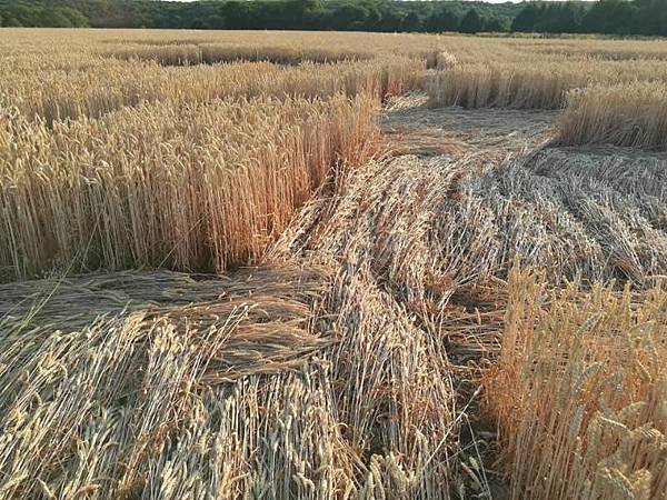 2018-7-14 金威斯頓芒科姆山附近巨大麥田圈10.jpg