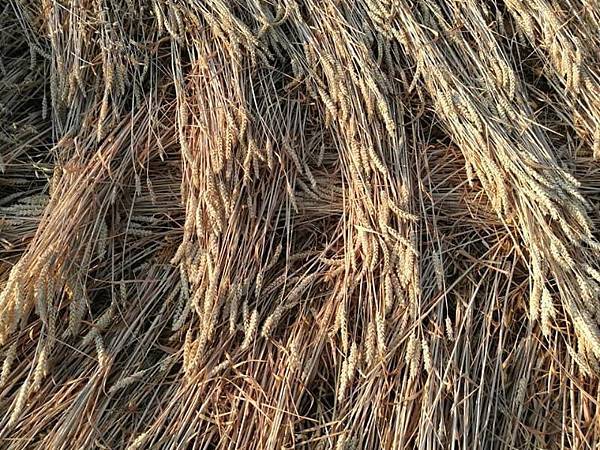 2018-7-14 金威斯頓芒科姆山附近巨大麥田圈15.jpg