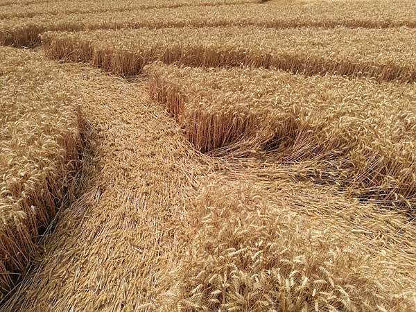 2018-7-21 英國威爾特郡如12瓣紙風車的麥田圈6.jpg